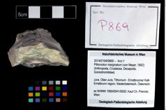 Foto (Objekt + Etikett) von Pithonoton marginatum (von Meyer, 1842)  (NHMW-GEO-2014-0194-0869)